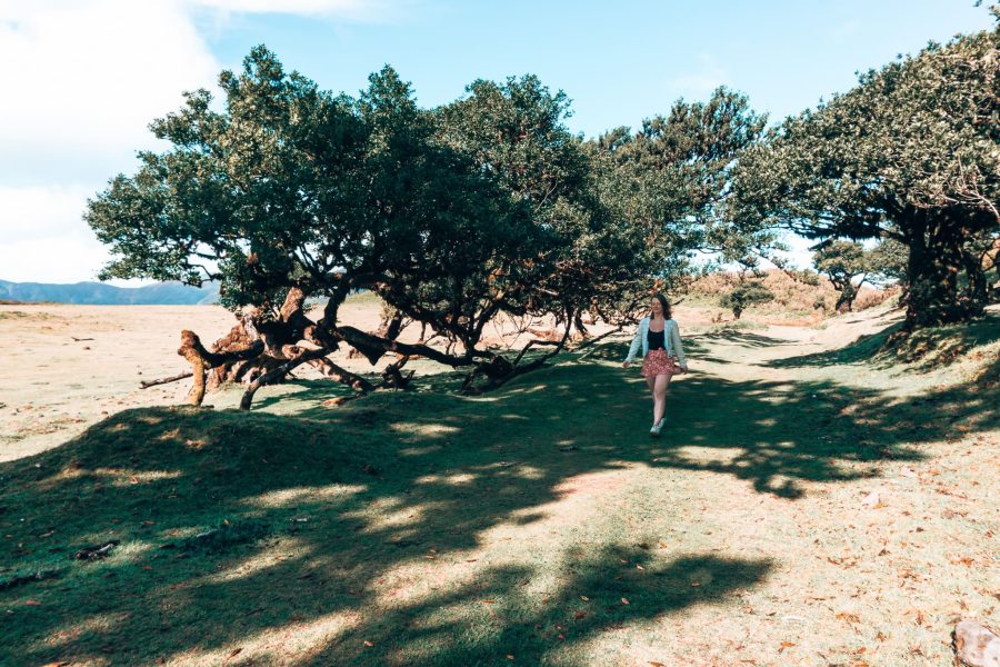 Exploring Fanal Forest without fog is still one of the best things to do in Madeira, Portugal