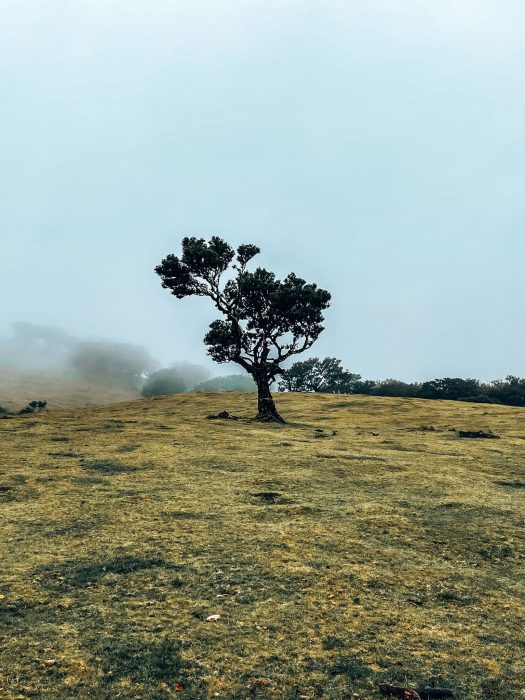 A lonely tree in the middle of Fanal Forest shrouded in an eerie fog, Madeira, Portugal