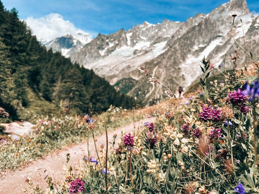 Beautiful, colourful alpine flowers next to the path overlooking snow-capped mountains on the Tour du Mont Blanc, Italy