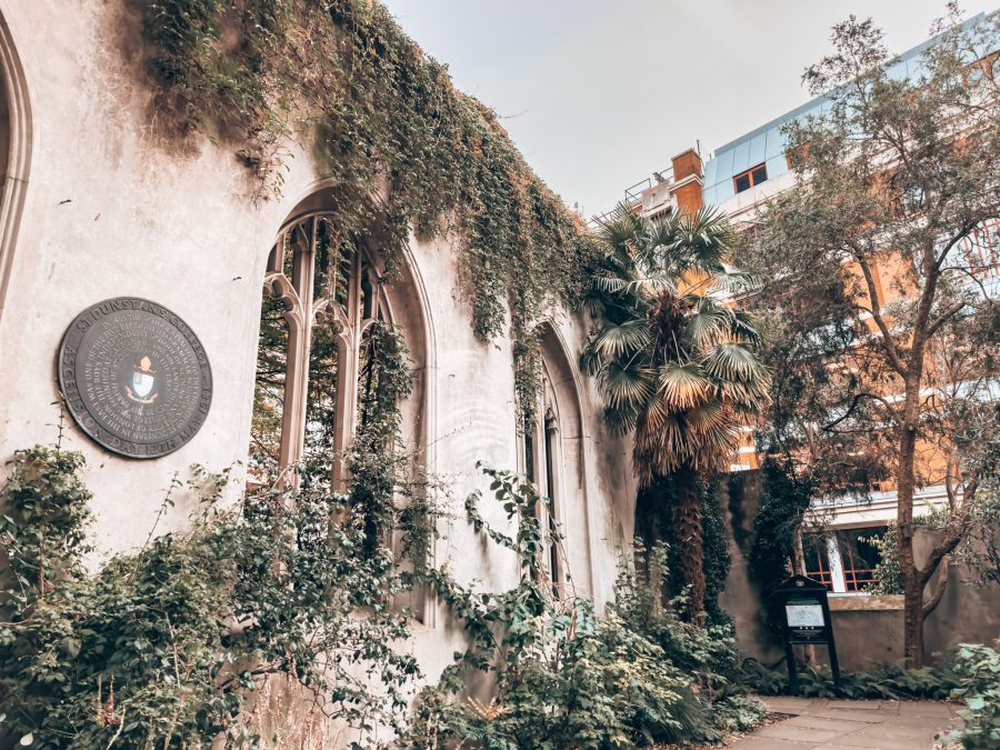 Beautiful ruined walls with thick vines creeping down them in the garden of St Dunstan in the East, London