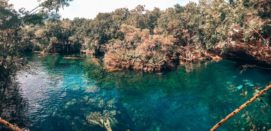 A crystal clear cenote in the forest surrounded by thick greenery, Cenote Jardín Del Eden, Playa del Carmen, Mexico