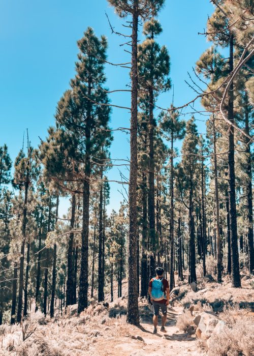 Andy hiking through shaded Canarian pine forest on our way to Pico de las Nieves, Tejeda, Gran Canaria