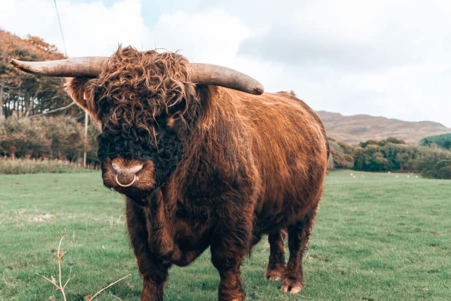 A Highland cow in a field on the Isle of Mull, Scotland