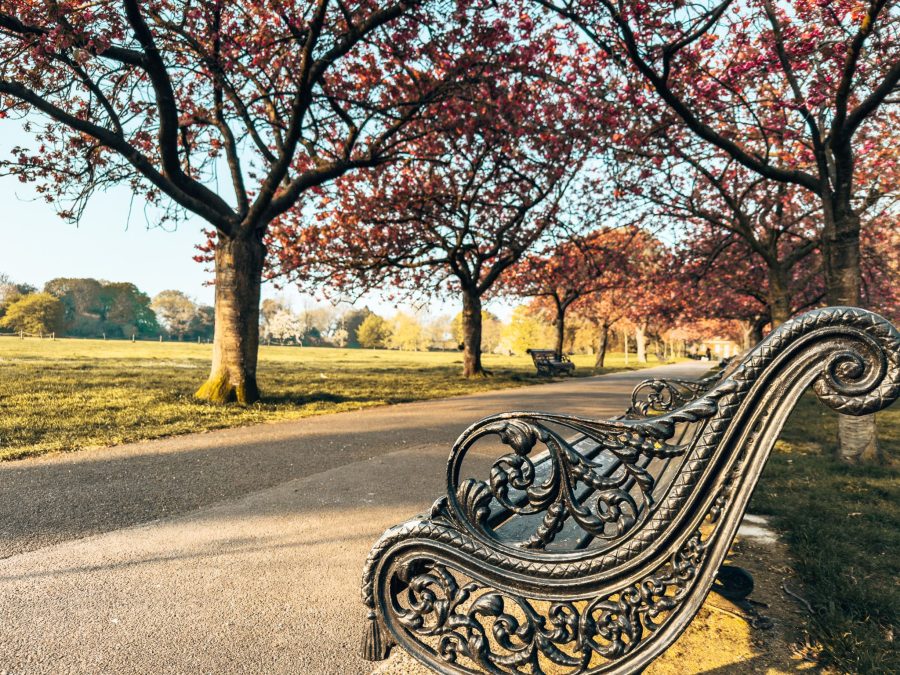 A row of cherry blossom in Greenwich Park, one of the London's best parks, England