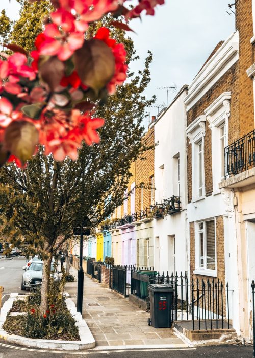 Beautiful pink flowers in front of a row of colourful houses on Hartland Road, Chalk Farm, London