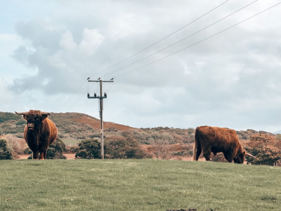 Two Highland cows in a field on the Isle of Mull, Scotland