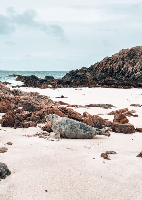 A seal on a white sand beach on the Isle of Iona, Scotland