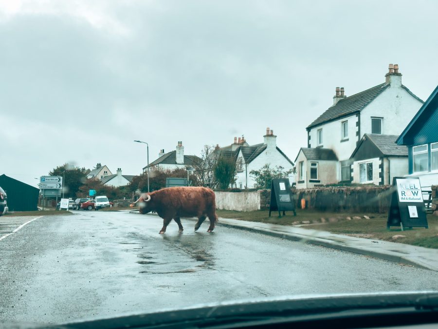 A Highland cow walking over the road at Fionnphort, one of the best places to visit on the Isle of Mull, Scotland