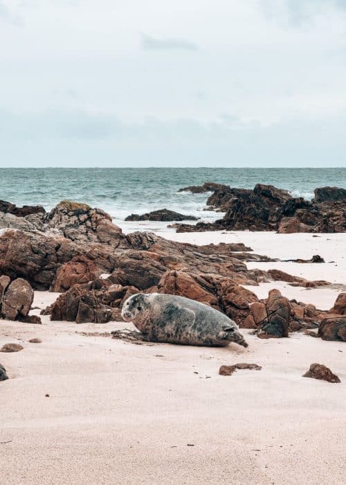 A cute seal on a white sand beach on the Isle of Iona, Scotland