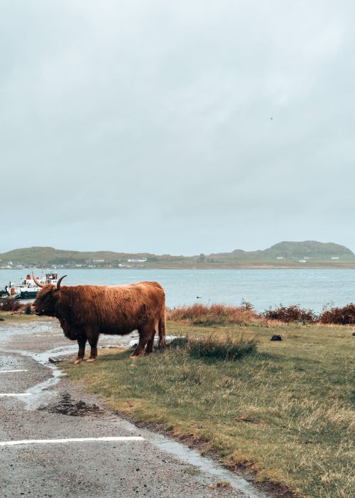 A Highland Cow stood in the middle of Fionnphort on our Isle of Mull itinerary, Scotland