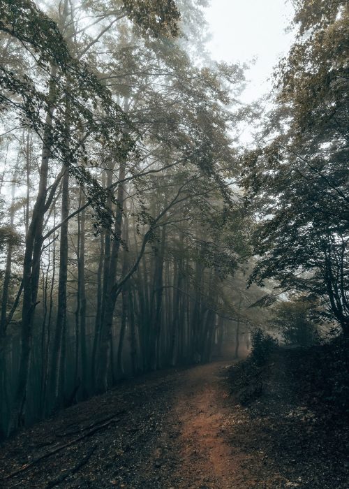 A dense wood shrouded in mist, Valbona to Theth Hike, Albania