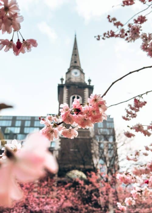 An old church framed by pink blossom, London in the Spring