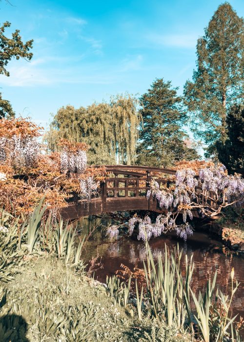 An intricate bridge covered by gorgeous purple wisteria in the Japanese Gardens, Regent's Park, 4 Day London Itinerary