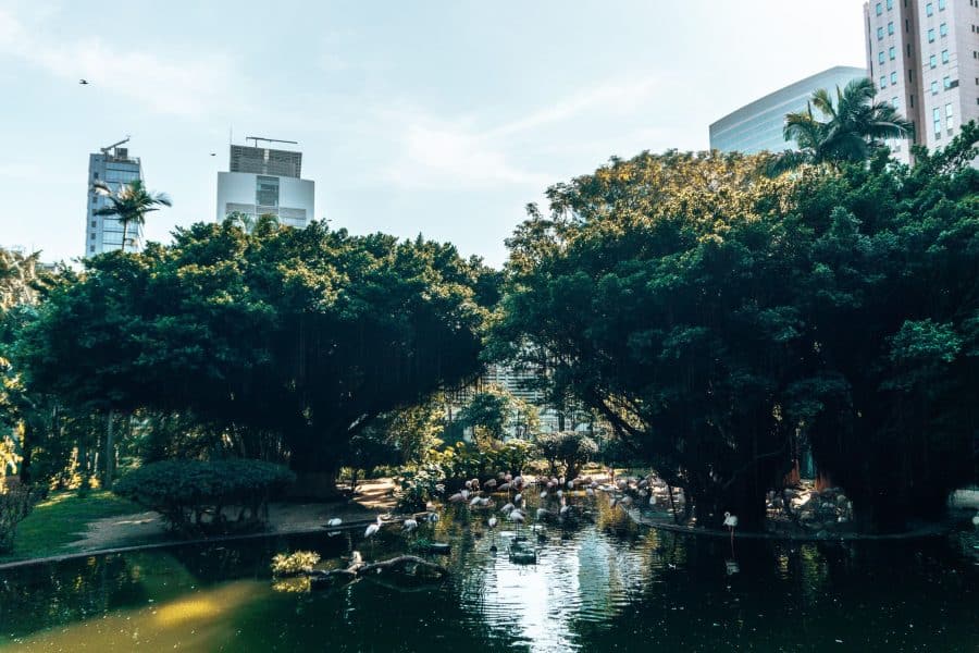 A large group of flamingos in a pond surrounded by trees with skyscrapers in the background, Kowloon Park, things to do in Hong Kong