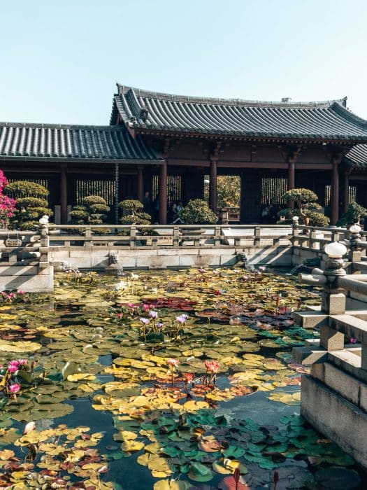 A lotus pond with water lilies in front of the magnificent Chi Lin Nunnery, Hong Kong