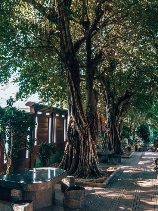 Huge ancient trees lining a path with a table and benches to sit at, Nan Lian Garden, Hong Kong