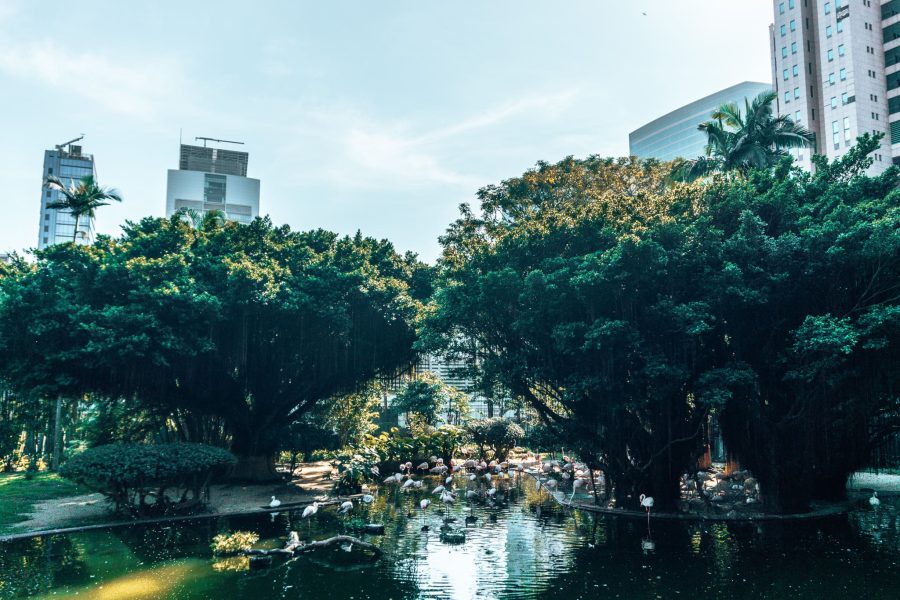 Lush trees with towering skyscrapers behind them and pink flamingos in the pond, Kowloon Park, Hong Kong itinerary