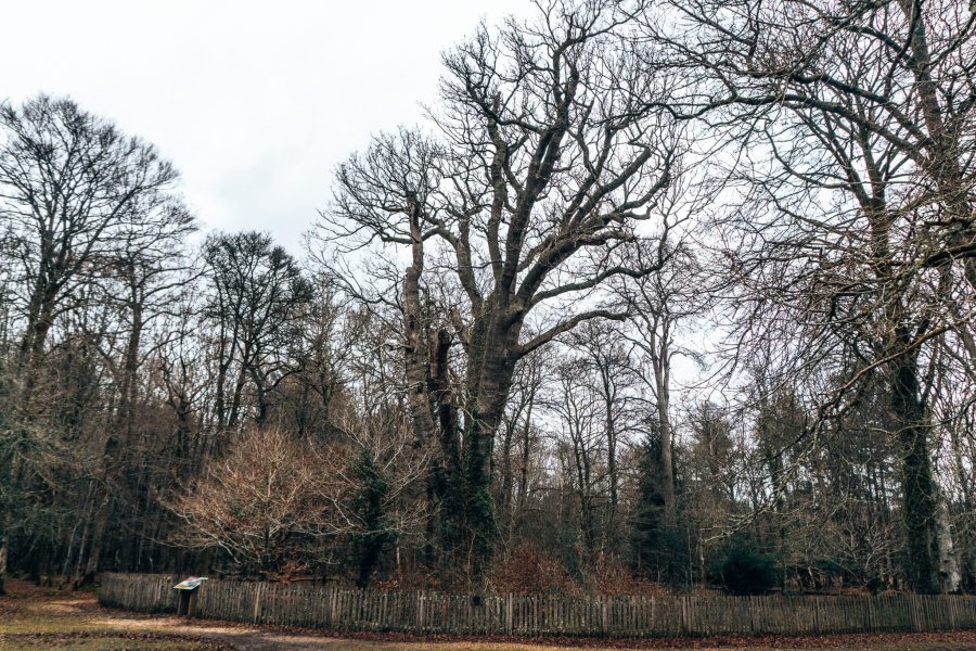 The huge and impressive Knightwood Oak, best places to visit in the New Forest, Hampshire, UK