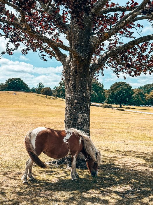 A New Forest pony next to a tree, things to do in the New Forest, Hampshire