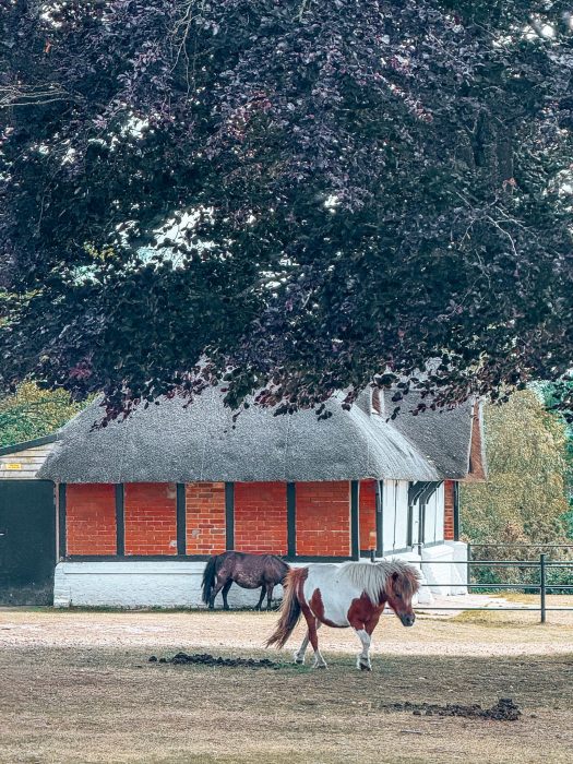 A pony next to a building in a field, things to do in the New Forest