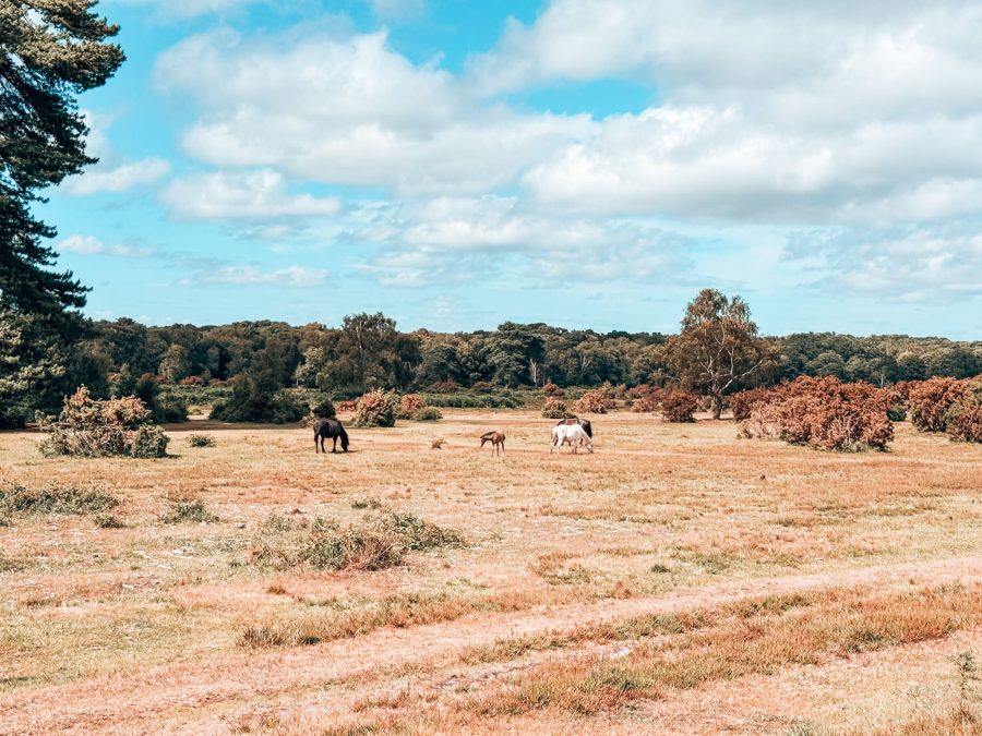 A vast open field with ponies, things to do in the New Forest, Hampshire