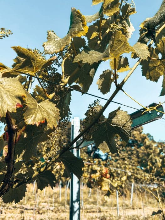 Close up of a vine with grapes at a vineyard, The Wharie Experience, best things to do in the New Forest