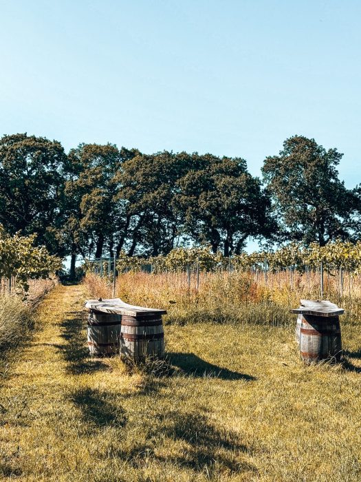 A beautiful vineyard with trees, vines and wooden barrels to sit at, The Wharie Experience, best things to do in the New Forest