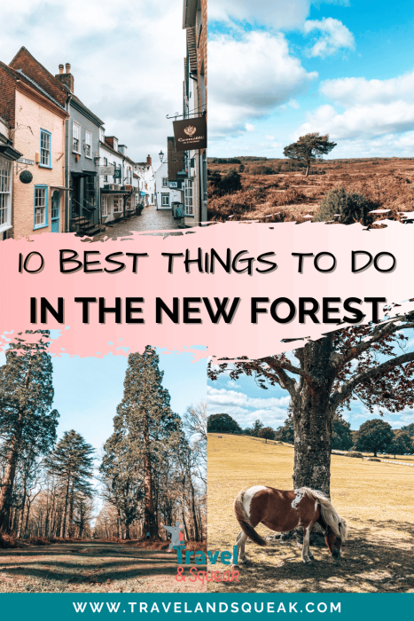 A pin on the best things to do in the New Forest, Hampshire