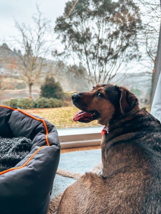 Our dog Plum at the Tawny Hotel, dog-friendly hotels in Staffordshire