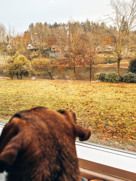 Our dog Plum at the Tawny Hotel, dog-friendly hotels in Staffordshire