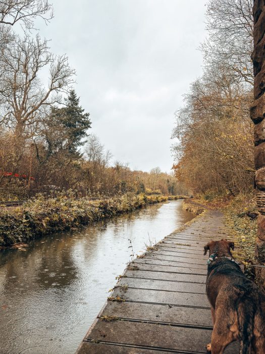 Plum walking next to a Churnet River in the rain, Consall Nature Park, The Tawny Hotel, Staffordshire