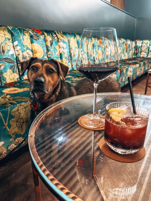 Plum sitting in the bar next to a table of cocktails at the Tawny Hotel, dog-friendly hotels in Staffordshire