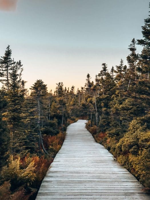 Orange and green trees lining the boardwalk on the the Skyline Trail, best things to do in Nova Scotia, Canada